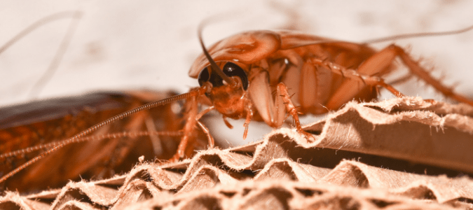 What causes roaches in a clean house