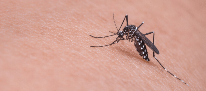 Do Mosquitoes Bite During the Day?