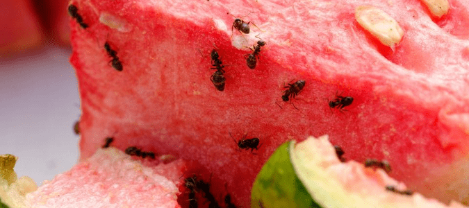 ants eating a piece of watermelon that was left out