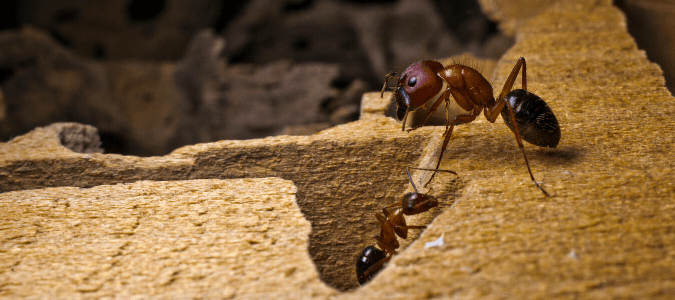 two carpenter ants in a nest