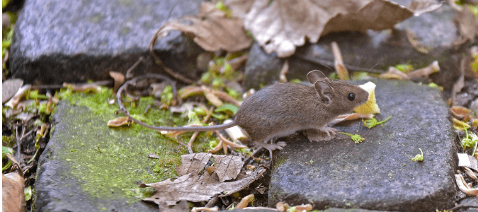 A mouse running across a homeowner's walkway which led the homeowner to wonder what mice are attracted to