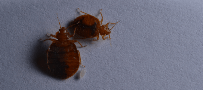 two adult bed bugs next to a bed bug egg