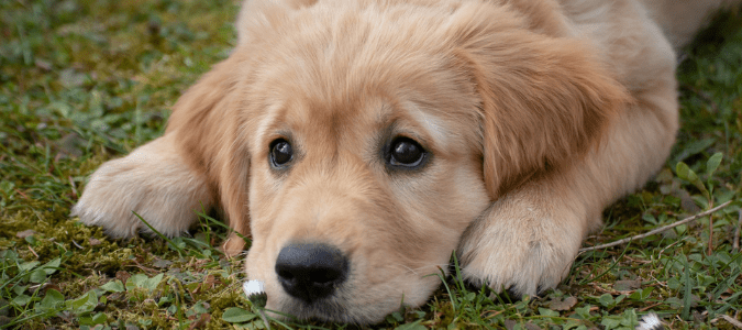 a golden retriever puppy