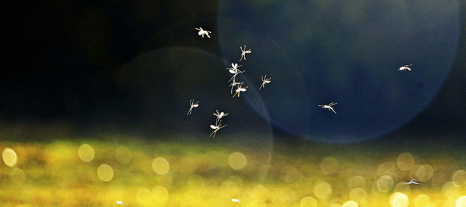 a group of mosquitoes flying together