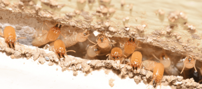 How Do Termites Eat Wood?