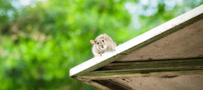 a roof rat on a roof