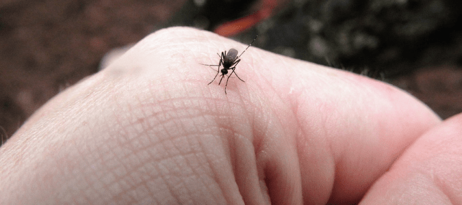 Mosquito Versus Spider Bites