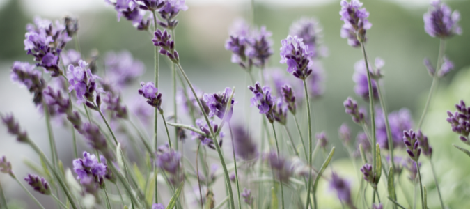 lavender, a flower that keeps mosquitoes away