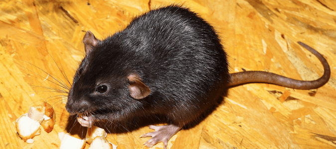 a rat eating food