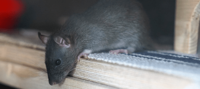 What To Do About Rats in Garage