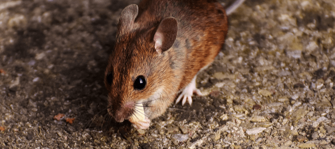 Can Mice Come Through Floor Vents?