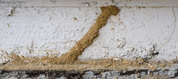 How To Identify Subterranean Termite Tubes