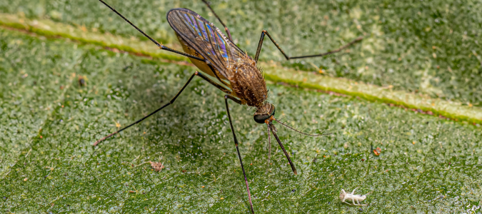 Brown Mosquito: Identification & Control Guide