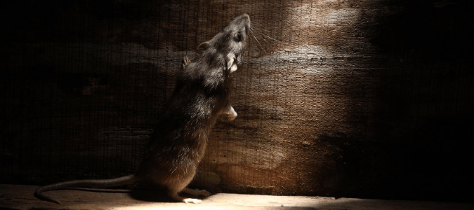 A mouse peering through a hole