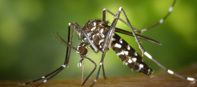 a mosquito