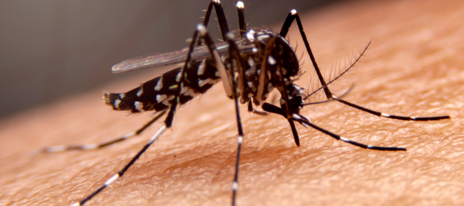 a mosquito on skin
