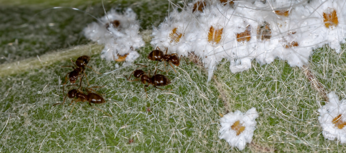 rover ants