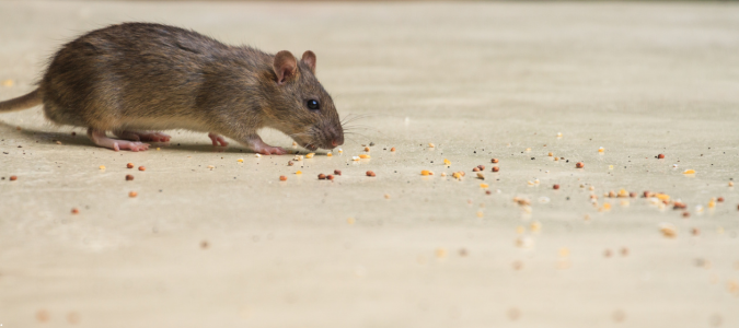 a mouse eating crumbs