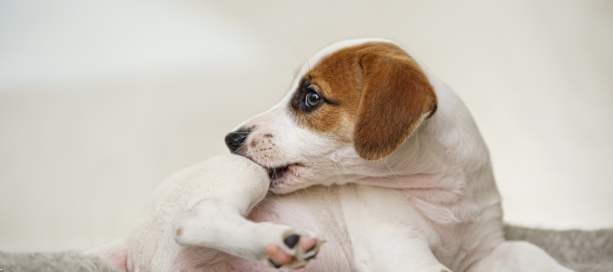 a dog chewing on its leg