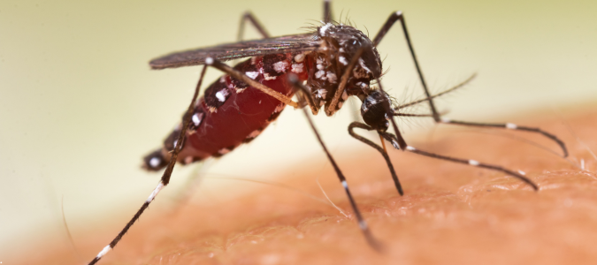 an aedes aegypti mosquito