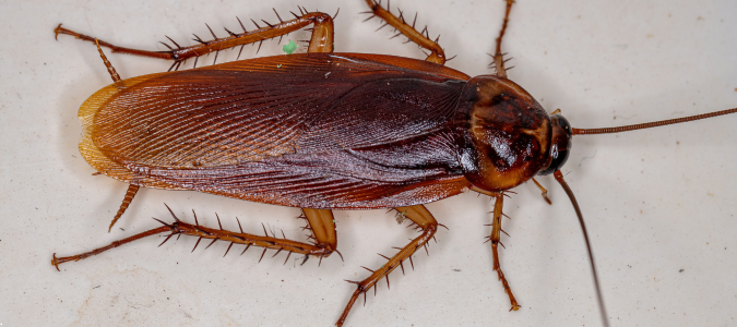 an American cockroach