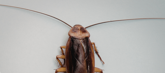 an American cockroach