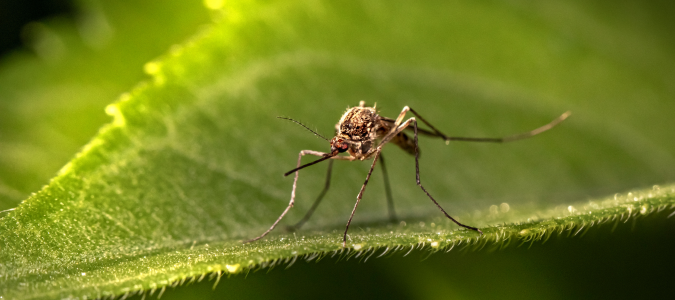 a mosquito on a leaf
