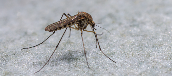 a culex mosquito