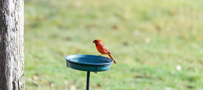 a bird bath