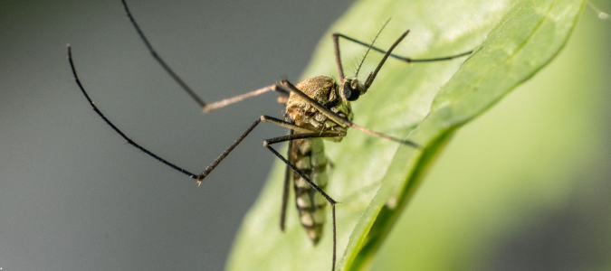 a mosquito on a leaf
