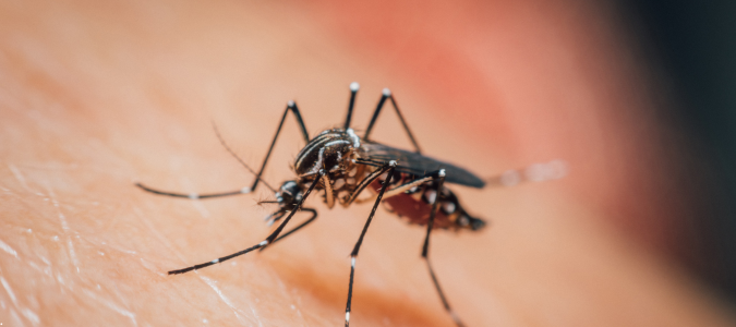 a mosquito on skin