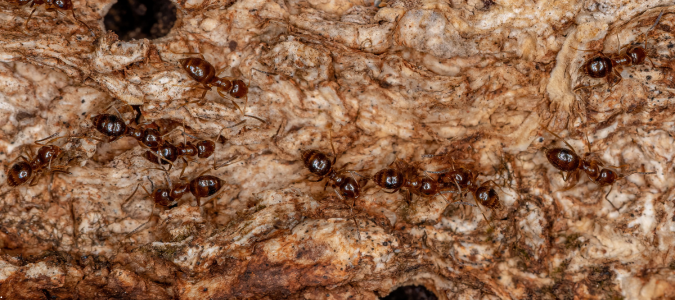 rover ants