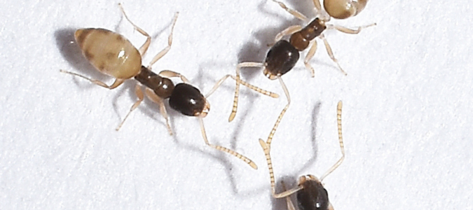 ghost ants