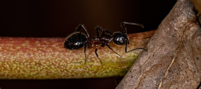 odorous ant
