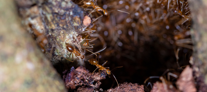 pharaoh ants